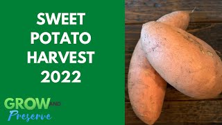 Can You Grow Sweet Potatoes from Grocery Store Sweet Potatoes?