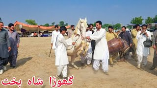 ghoda shah bakhat | mahir tanveer hadir barvana | horse dance dhamal mela peer shah -17