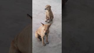 अब इंसानियत  नही रही 🙄🙄🥹🥹🥹😪😪 please  देखो #viral #comedy #dog #viralshort #funny #doglover #funnyvid