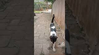 Ni kucing ngikutin Mulu kemana w pergi