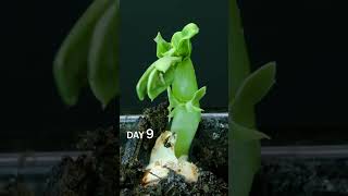 Pea Sprouting Time Lapse