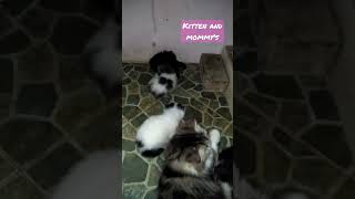 KUCING LUCU, GAK MAU JAUH DARI ANAKNYA 🥰🥰