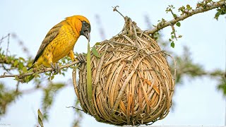 15 Most Amazing Nests In The Animal World!