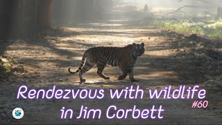 Rendezvous with wildlife in Jim Corbett National Park