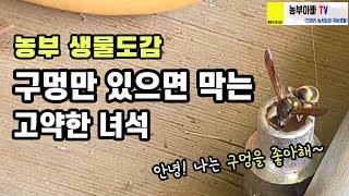 [농부 생물도감] 호리병벌과 쌍띠감탕벌. 이건 말벌도 아니고 예초기 배기구 같은데 잘 보셔야 합니다