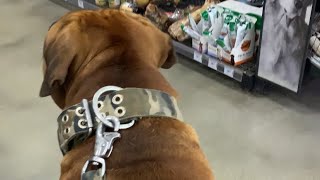 Big Boerboel Goes Shopping #boerboel #trending #shortvideo