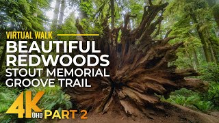 Beautiful Redwoods Walk - Stunning 4K Slow Motion Hike on Stout Memorial Grove Trail - #2