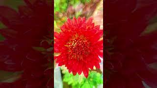 Rainbow flowers #shorts#viralshorts #youtubeshorts #ytshorts #nature #wao #Wao Videos