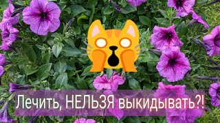 Что случилось с петунией? Как помочь? Увядание отдельных ветвей.