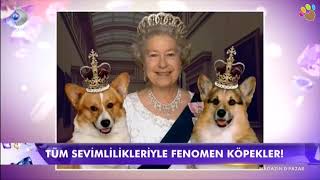 Pembroke Welsh Corgi ırkını Can Paksoy Magazin D programında anlattı