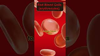 Functions of Red Blood cells #redbloodcells #redbloodcell #science #rbc