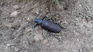 Long beetle huge