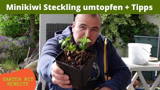 Minikiwi Stecklinge umtopfen | Minikiwi Talk | Tipps und Info