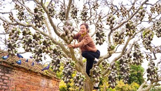 Harvest Ambarella fruit - Make pickled Ambarella with salt & chili & crispy fried sweet potato cakes