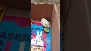 hamster makan timun #hamsters