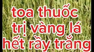 trị vàng lá, hết rầy trắng.#nguyễnngào