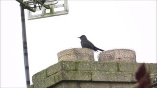 Blue Rock Thrush, Stowe-on-the-wold, Glos