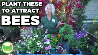 Plant THESE to Attract Bees 🐝 Pollinator Garden Plants