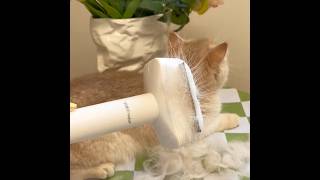 Pet brush#foryou #cute #catlike #cleaning #clean #cat #satisfactory #shorts #animals #youtubeshorts