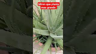 asombrosa planta de aloe vera #plantas #shorts