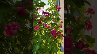 The fascinating climbing rose. #shortsfeed #shortvideo #nature #garden #flower #rose #peace #joy