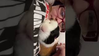 Me and my Guinea pig Gizmo #subscribe #guineapig