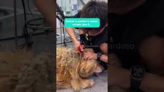 Coloração NÃO É maus tratos, deixar o cachorro jogado e sujo, sim! #pets #cachorro #grooming