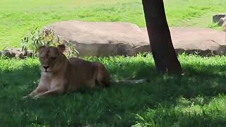 Bioparc Valencia - Leones