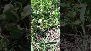 Da können nun auch die Gänseblümchen (Bellis perennis) geerntet und zu einem leckeren Salat werden.