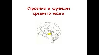 Средний мозг: строение и функции