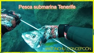 Pesca submarina Canarias #pescasubmarina #pescasub