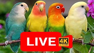 LIVE: Love birds for cats to watch with sounds,