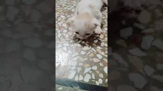 New born kitten/cute kitten😺/kitty/Persian kittens/beautiful kittens#shorts#tiktok#cat#kitten