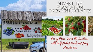 Adventure Plantation Dresden-Lockwitz | Visitors Self Picking Strawberries |Xplore the Amazing World