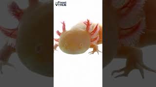 Axolotl Facts | Mexican Walking Fish | #axolotl #walkingfish #youtubeshorts #shorts