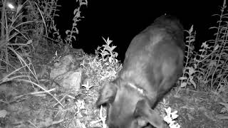 🦊One Day By The Pond: deer, dogs, raccoons and more! #trailcam #backyard #habitat