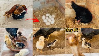 Black hen hatched chicks || Aseel chicks growth day one to day fourteen 😍