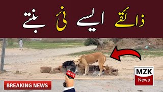 Zaiqy koi aysy bnty hain || Full Funny News HedLine ||MZK News