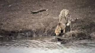 Crocodile vs cheetah