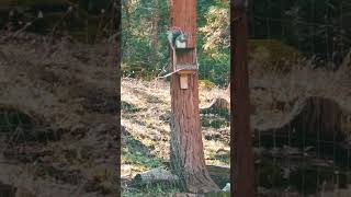 Feeding the Squirrels in the backyard  #shorts #squirrel