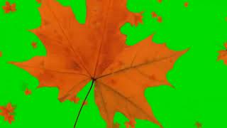 Autumn leaf fall - greenscreen effects