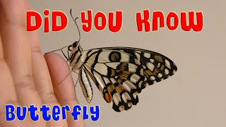 Amazing facts about butterfly 🤔🦋  | New Animal Facts (2022) | Pets and Us