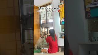 Gussa h yeh😂😂 #labrador #love #lovesongs #shraddhalovers #vlog #cute #cuteanimals #animals #shorts