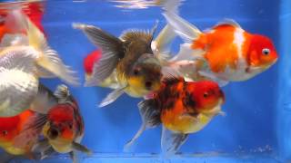 Jumbo Oranda Goldfish from NextDayKoi.com