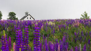 a peaceful rainy meadow in maine | rain & nature sounds for sleep & study