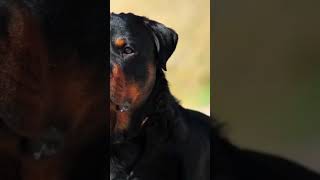 Rottweiler uno de los  perros Poderosos más baratos de comprar