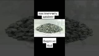 видео не моё #щебень #какприручить #🌍🔪🥔