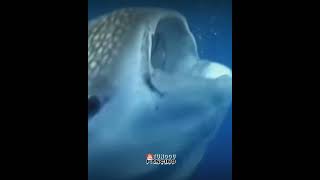 mulutnya lebar || whale shark || ikan raksasa laut @TungguPancing #shortviral #whaleshark #short