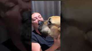 Big Boerboel Telling  Her Mumma How Much She Loves Her