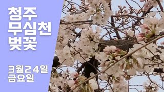 3월24일 금요일 청주무심천벚꽃#청주무심천벚꽃 #청주벚꽃 #벚꽃명소